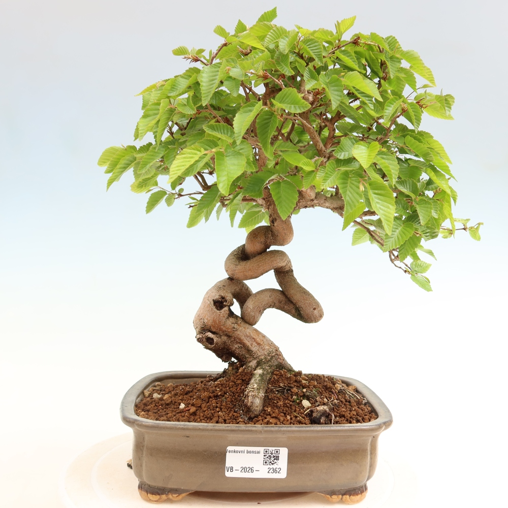 Vonkajší bonsaj -Carpinus coreana - Hrab kórejský