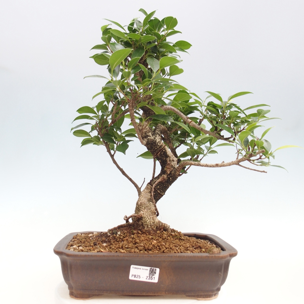 Izbová bonsai - Ficus kimmen - malolistý fikus