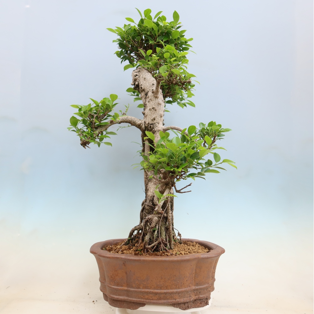 Izbové bonsaje - Ficus kimmen - drobnolistý fikus