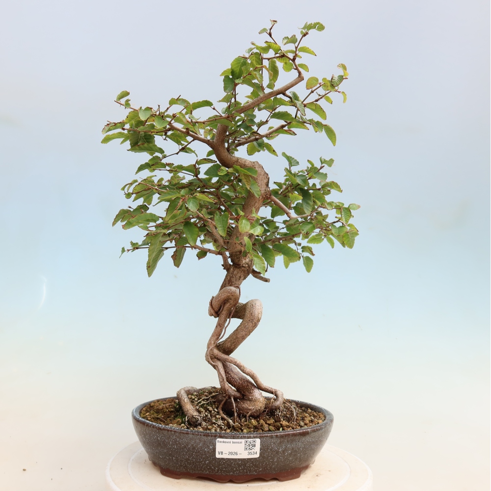 Vonkajšie bonsaje -Carpinus CARPINOIDES - Hrab kórejský