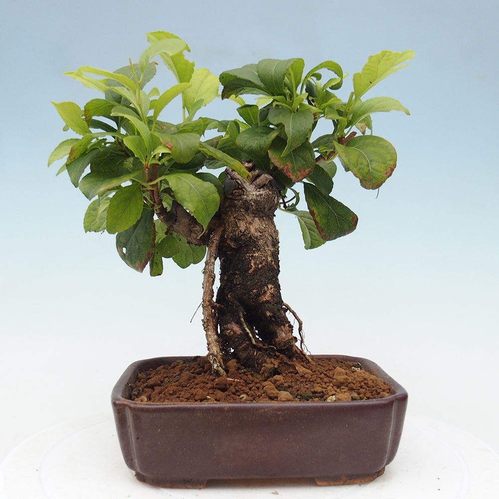 Vonkajšie bonsai - Celastrus Jesenec
