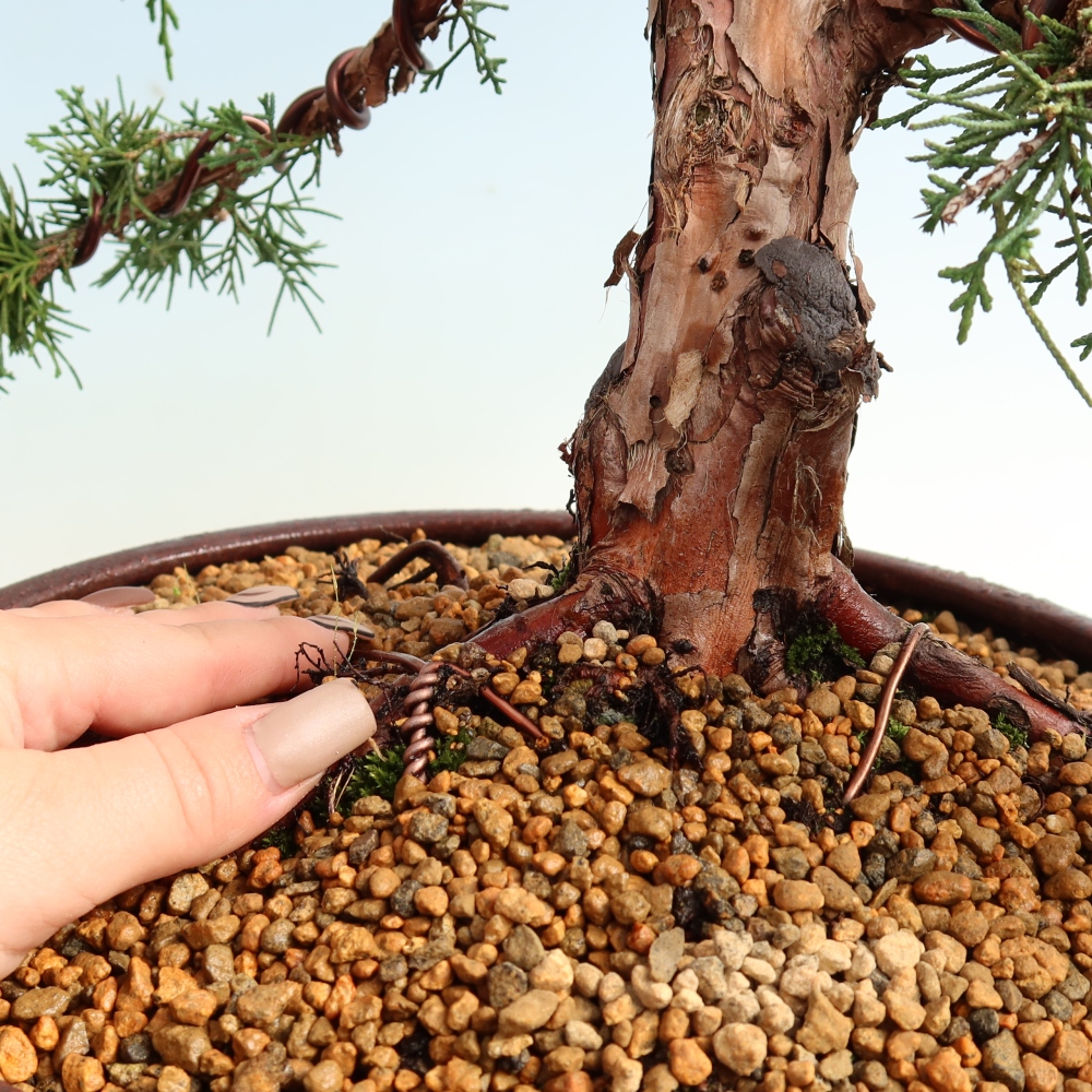 Vonkajší bonsaj - Juniperus chinensis Kishu