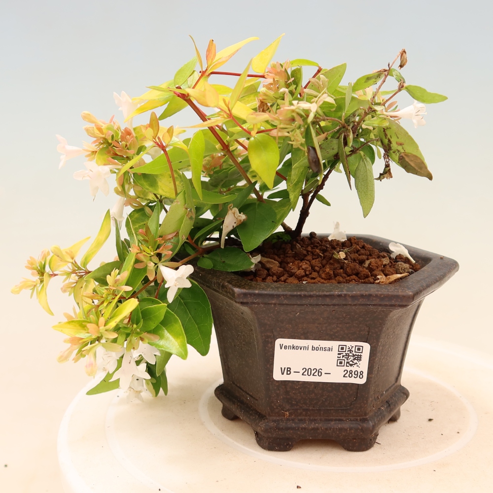 Vonkajší bonsai – Abelia gr. Kleidoscope – Abélie veľkokvetá