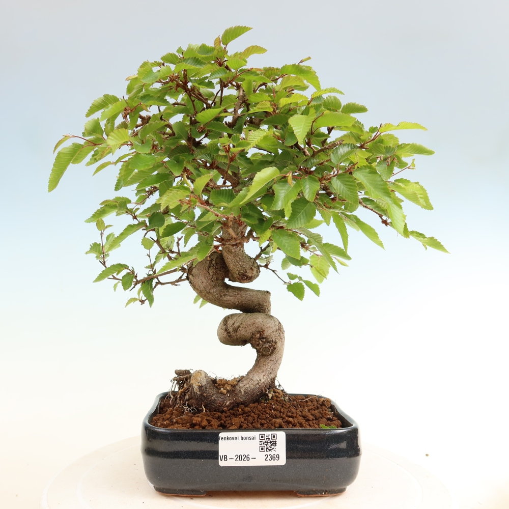 Vonkajší bonsaj -Carpinus coreana - Hrab kórejský