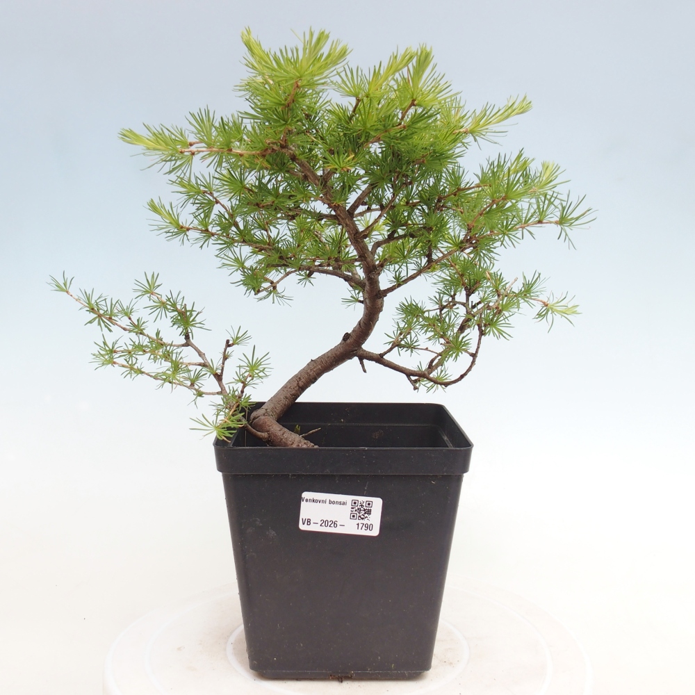 Vonkajšie bonsaje -Larix decidua - Smrekovec