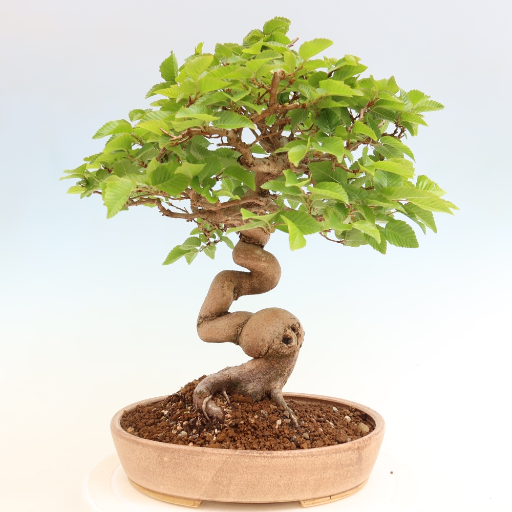 Vonkajší bonsaj -Carpinus coreana - Hrab kórejský