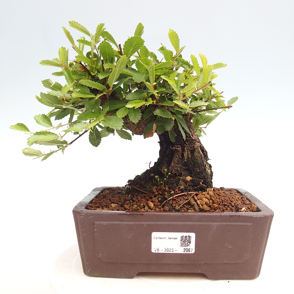 Vonkajšie bonsai - Zelkova - Zelkova Nirom