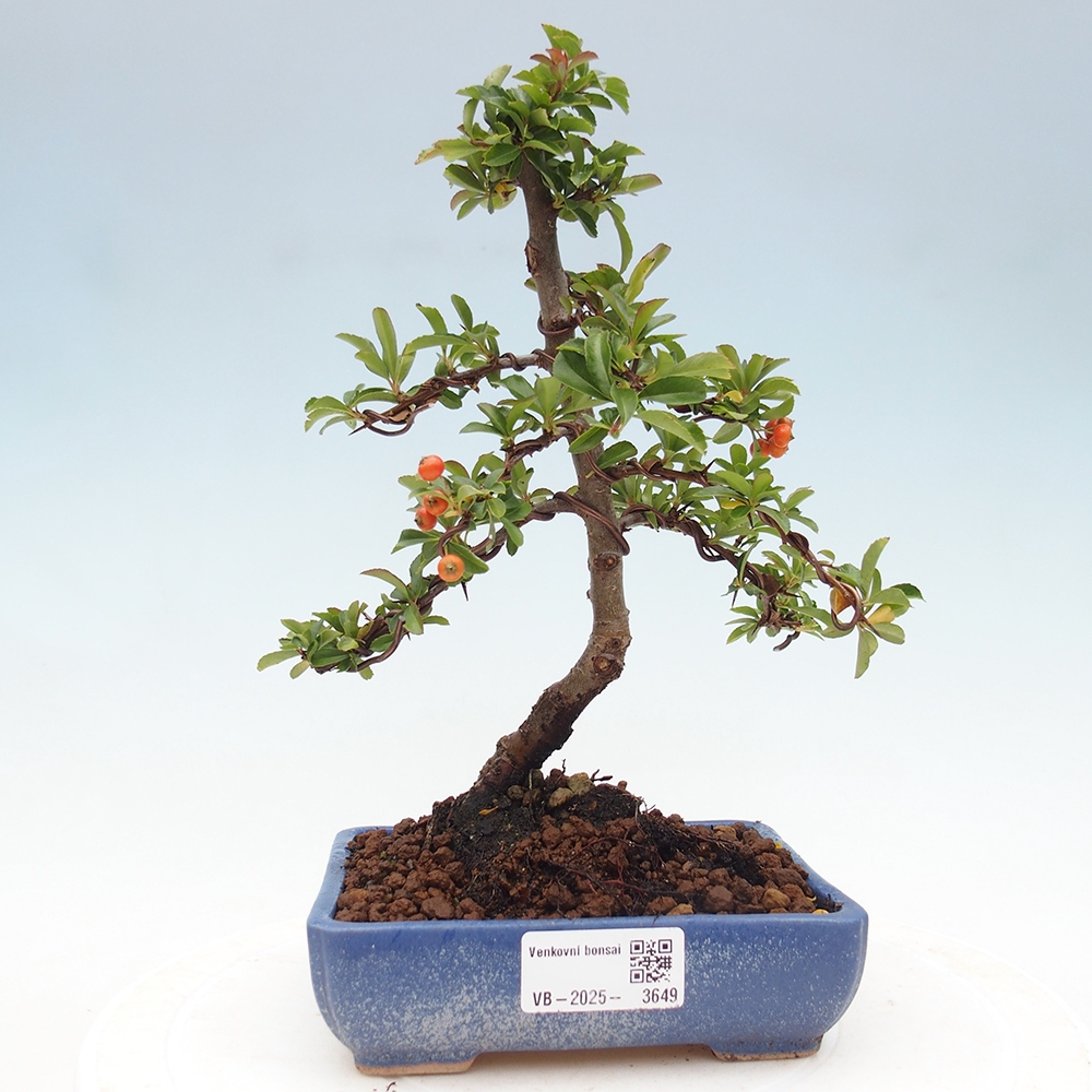 Vonkajšie bonsaje-Pyracantha Teton -Hlox