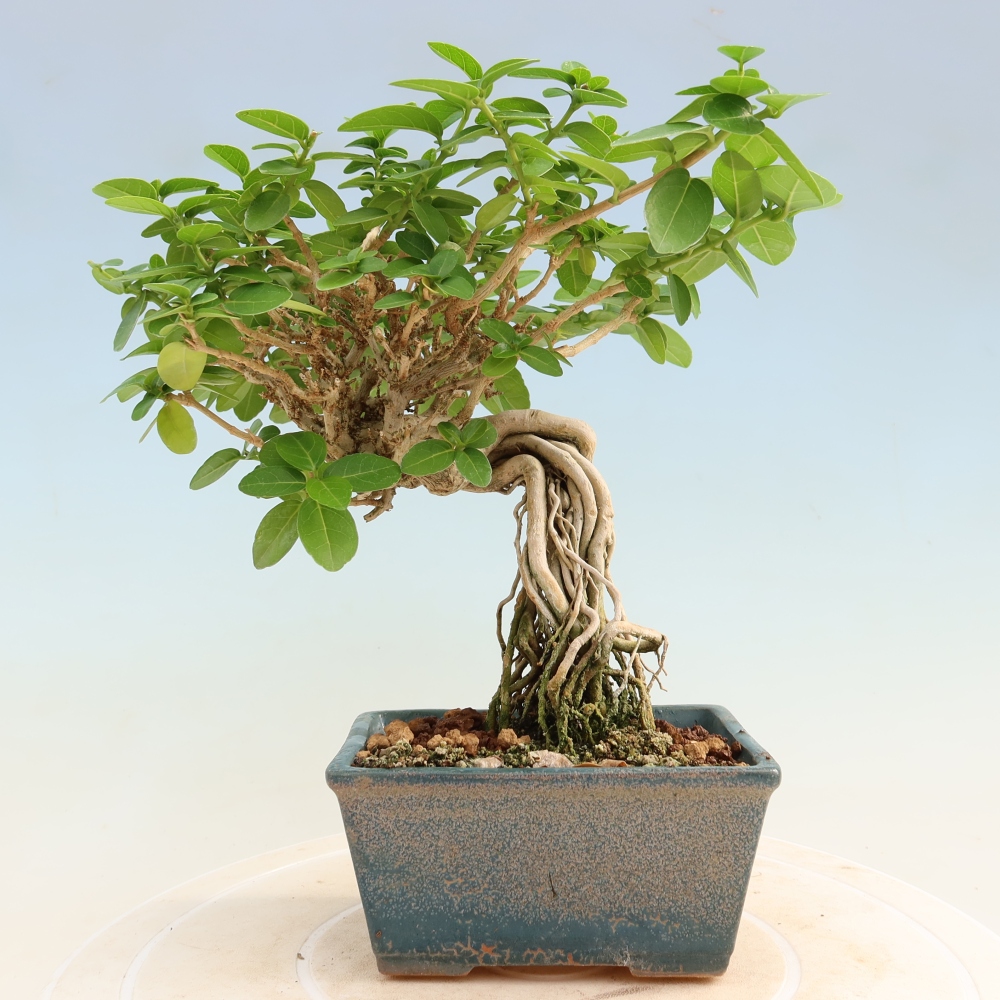Izbový bonsaj - Premna serratifolia - Kozlovňa malolistá