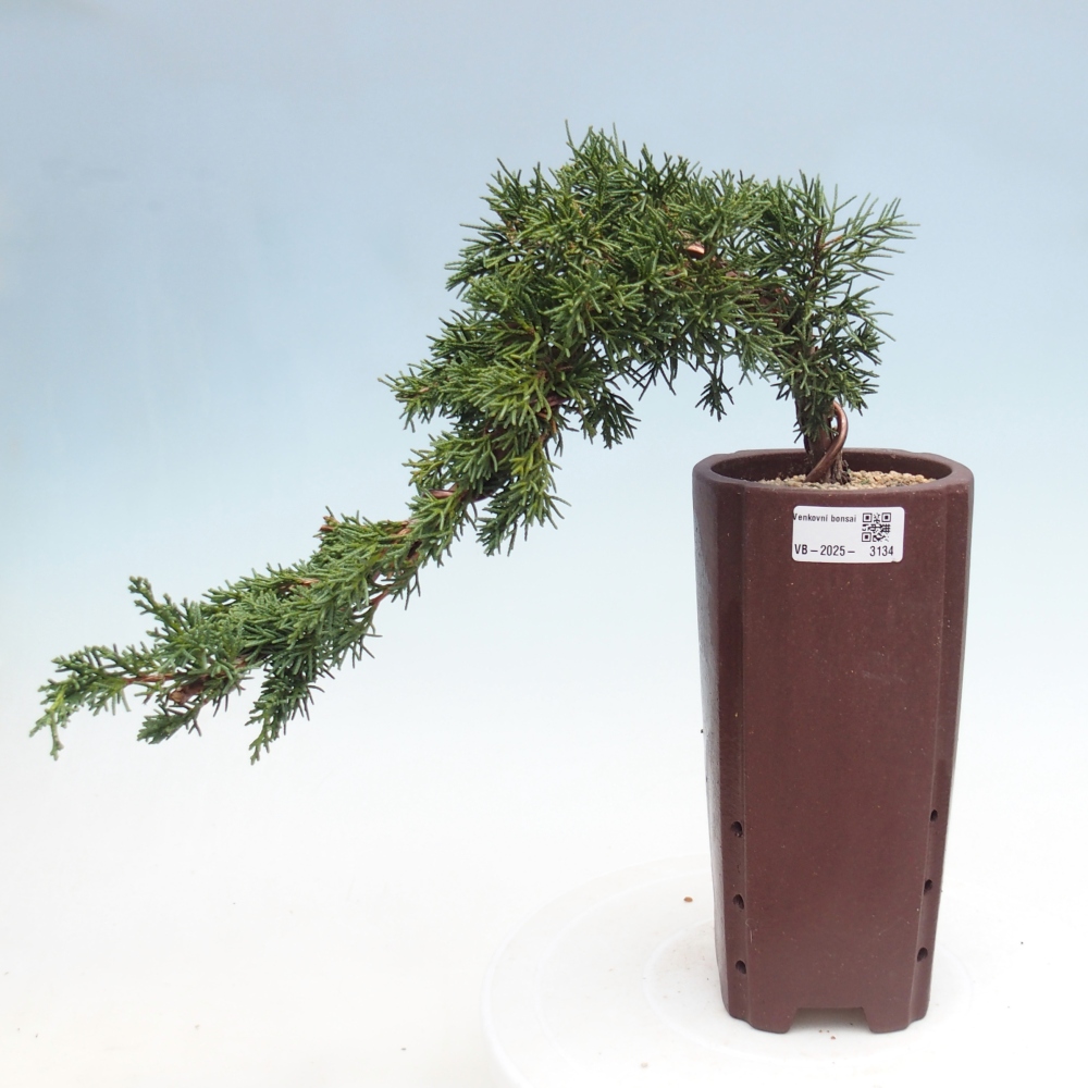 Vonkajší bonsai - Juniperus chinensis Kishu -Jalovec čínsky