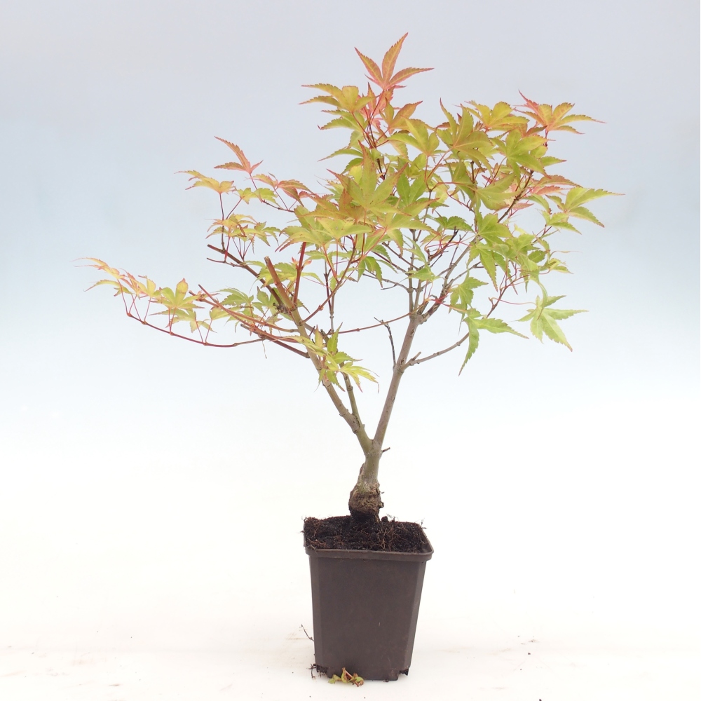 Vonkajší bonsaj - Acer palmatum Beni Tsukasa v kontajneri
