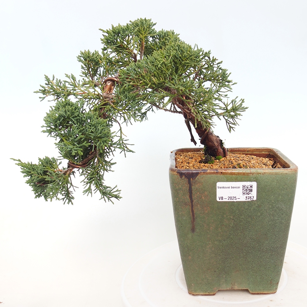 Vonkajší bonsaj - Juniperus chinensis Kishu
