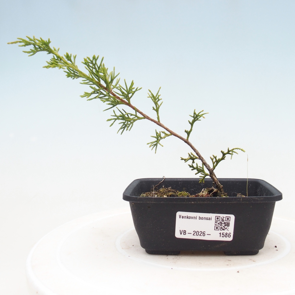 Vonkajší bonsaj - Juniperus chinensis Itoigawa