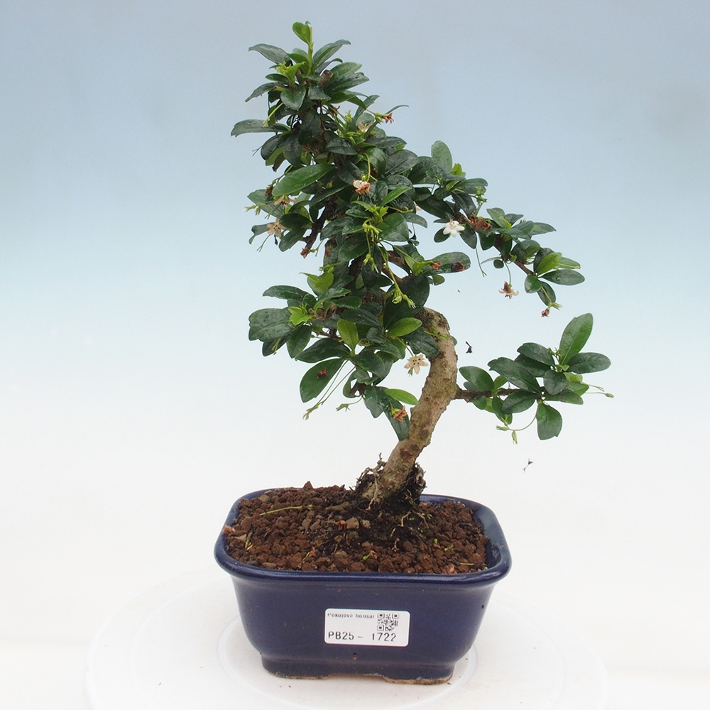 Izbová bonsai - Carmona macrophylla - Čaj fuki