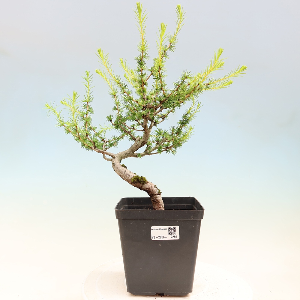 Vonkajšie bonsaje -Larix decidua - Smrekovec
