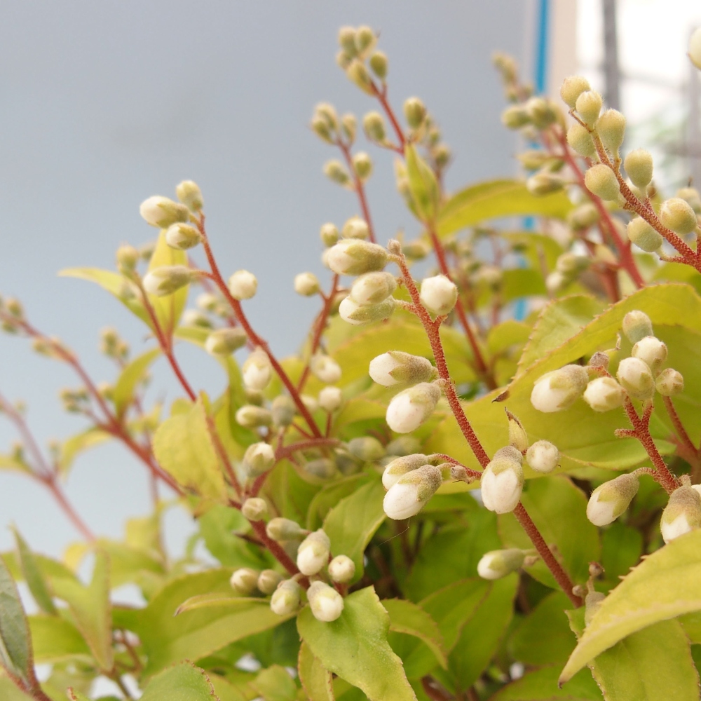 Vonkajší bonsai - Deutzia scabra Candidissima - Trojpuk