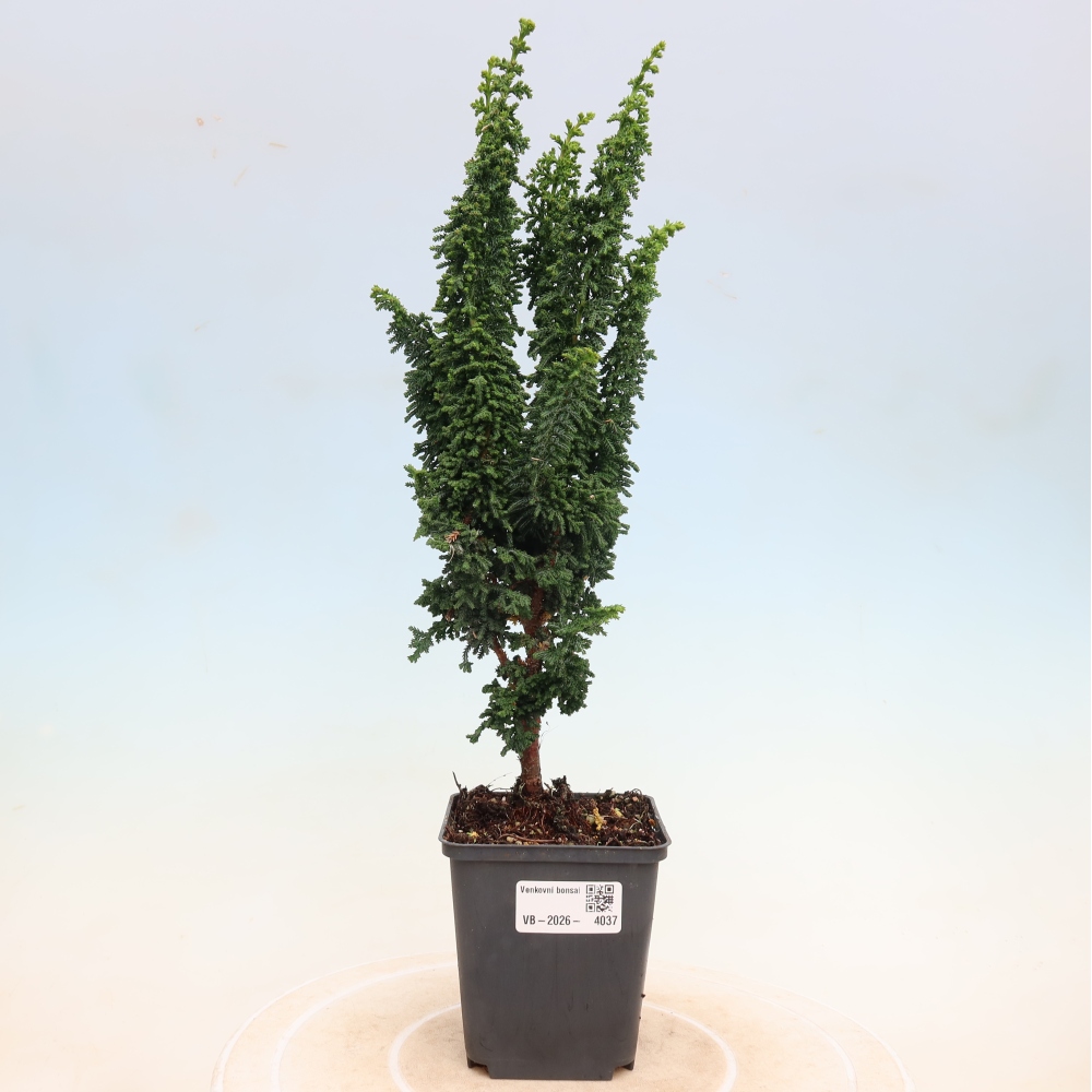 Vonkajší bonsaj - Cham. obtusa SEKKA HINOKI - Cypruštek