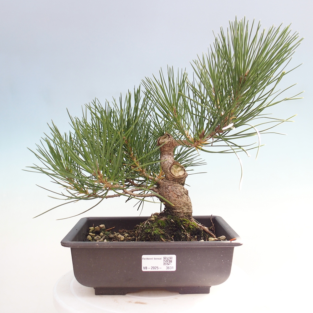 Vonkajšie bonsaje - Pinus thunbergii - borovica Thunbergova