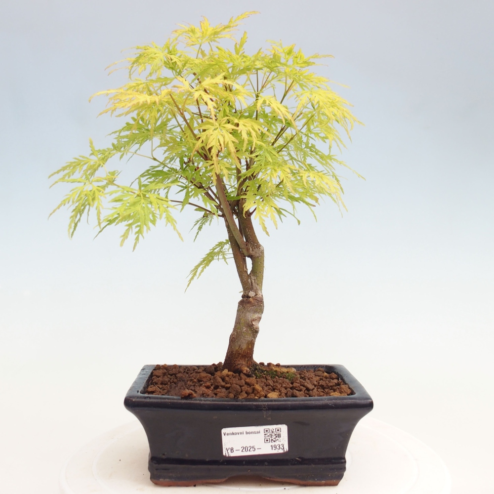 Vonkajšie bonsai - Acer palmatum Dissectum - Javor dlaňolistý 