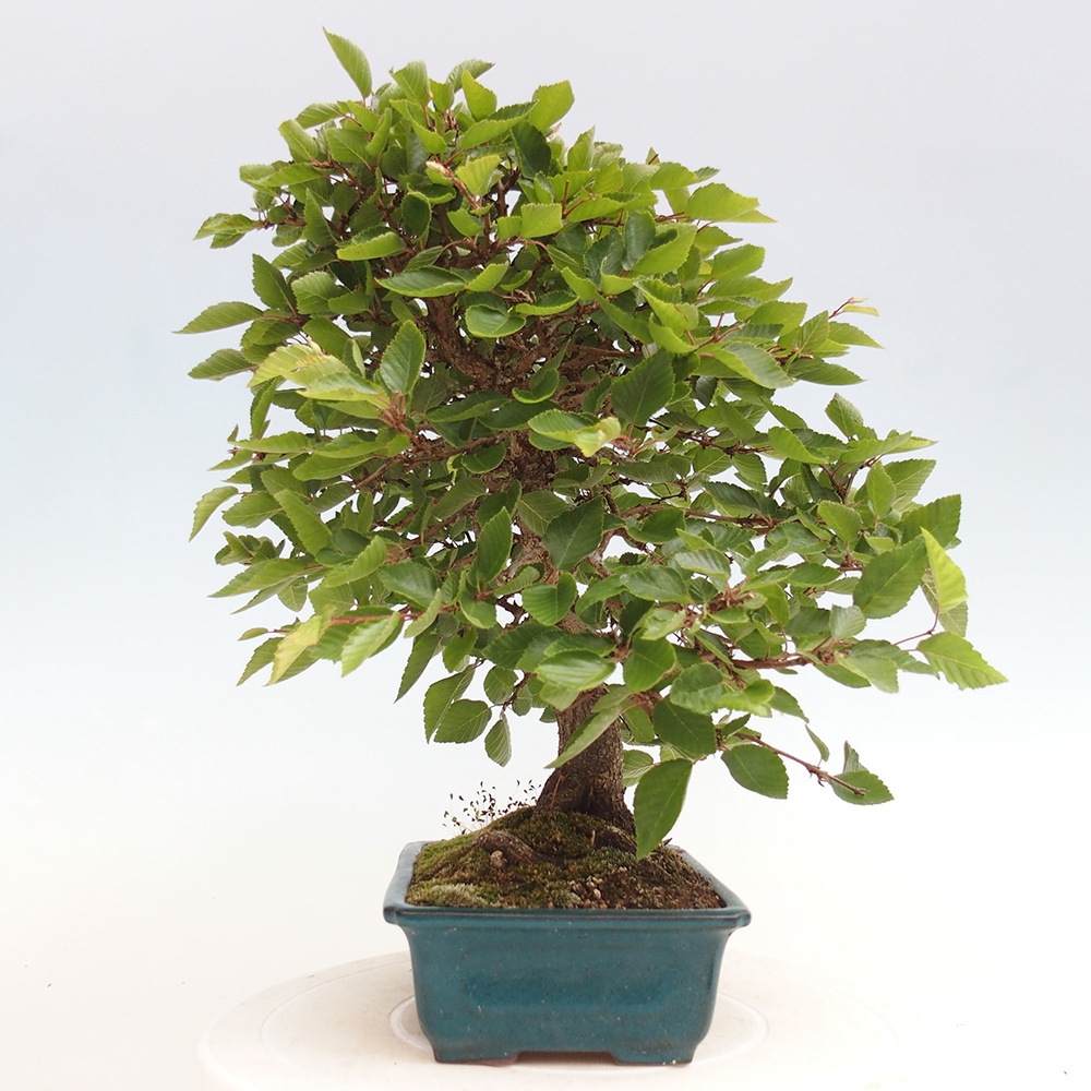 Vonkajší bonsai -Carpinus Coreana - Hrab kórejský