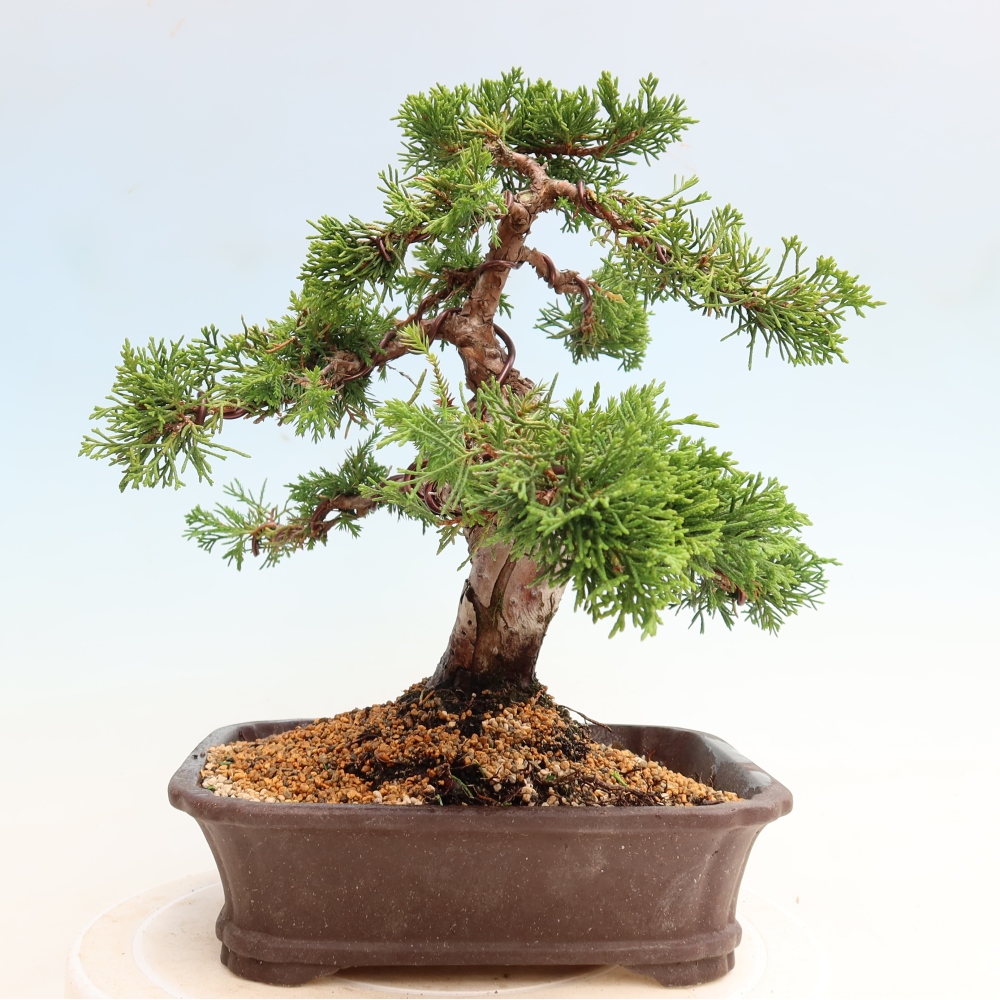 Vonkajší bonsai – Juniperus chinensis Itoigawa – čínsky jalovec