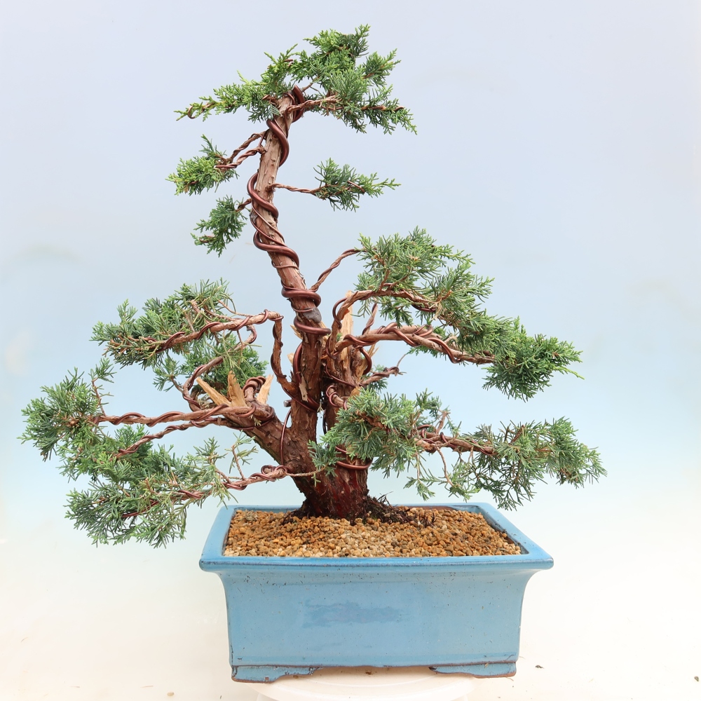 Vonkajší bonsaj - Juniperus chinensis Kishu