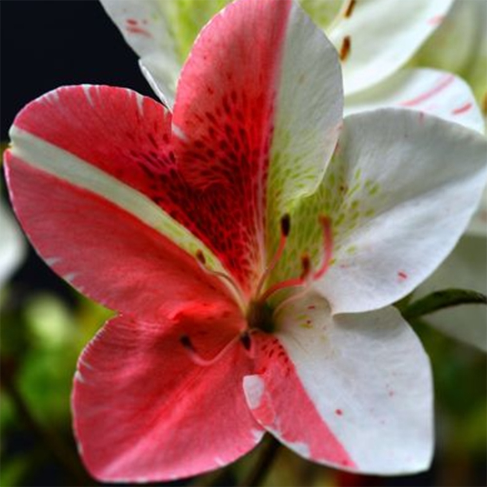 Vonkajšie bonsaje - Japonské azalky - Azalea Kisshoten