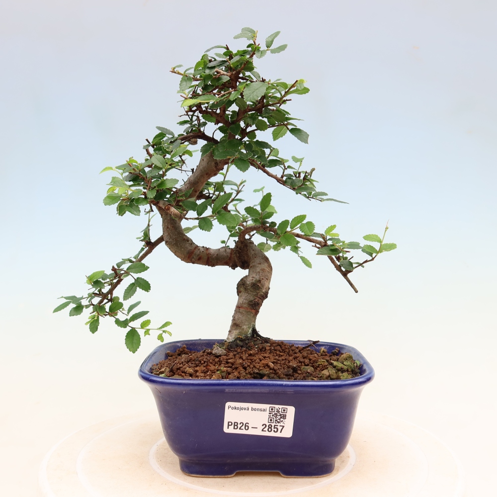 Izbový bonsaj - Ulmus parvifolia - brest malolistý