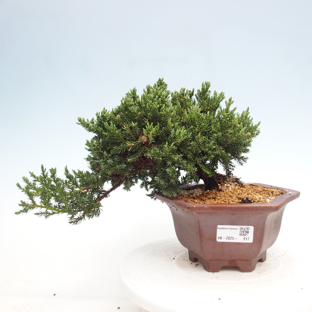 Vonkajší bonsai - Juniperus procumbens - Borievka polehavá
