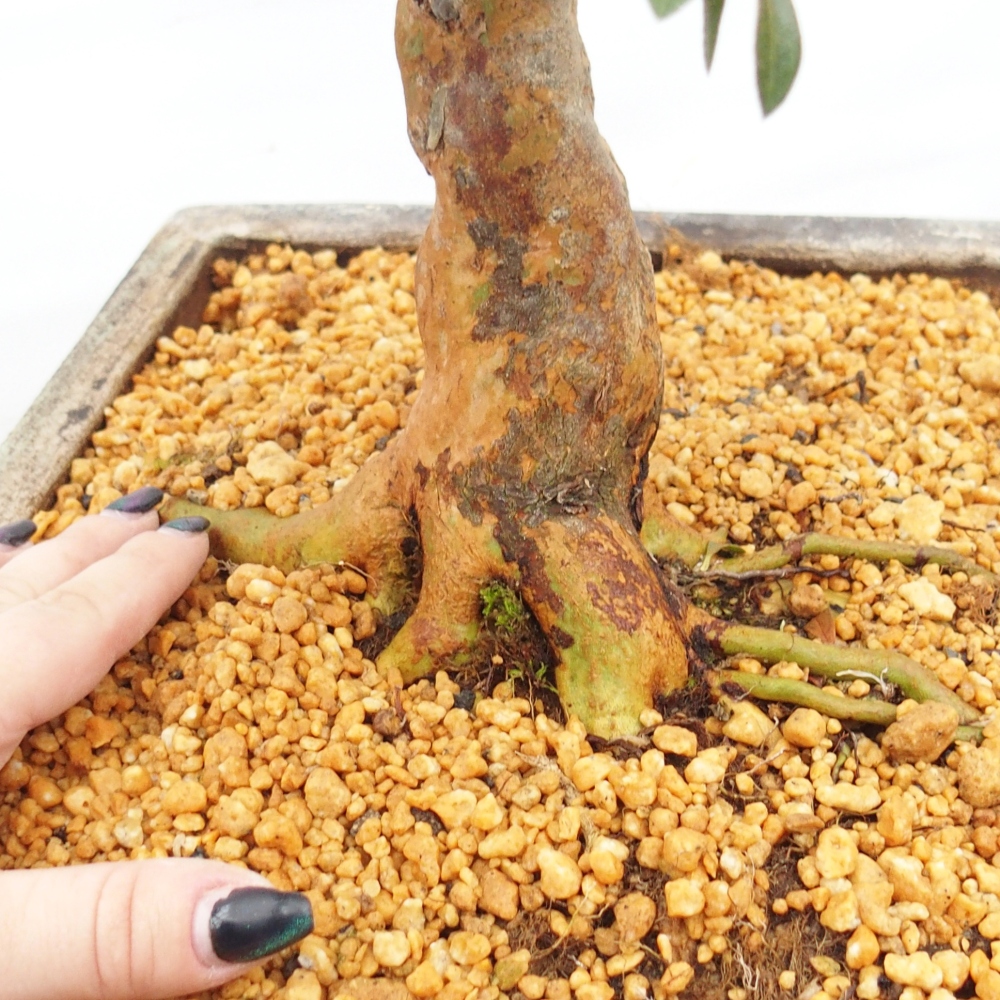 Vonkajšie bonsaje - Japonské azalky - Azalea Hanatsuzuri