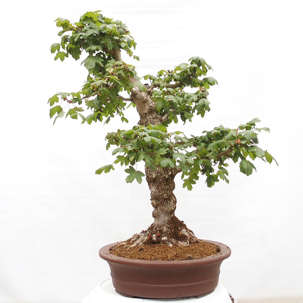 Vonkajší bonsai -Javor babyka - Acer campestre