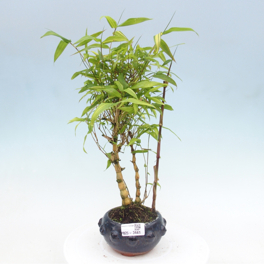 Izbové bonsaje - Bambusové brucho - Bambusové brucho