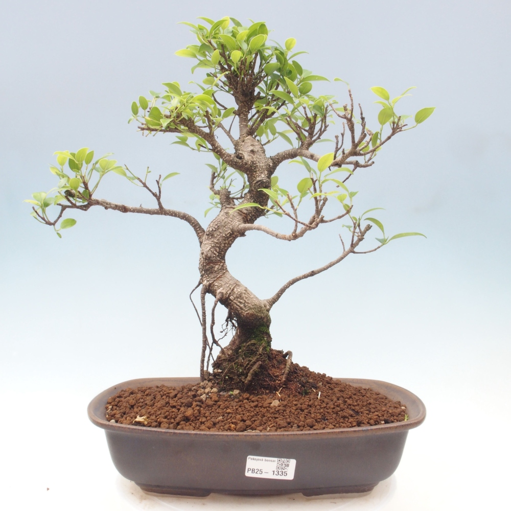 Izbová bonsai - Ficus kimmen - malolistý fikus