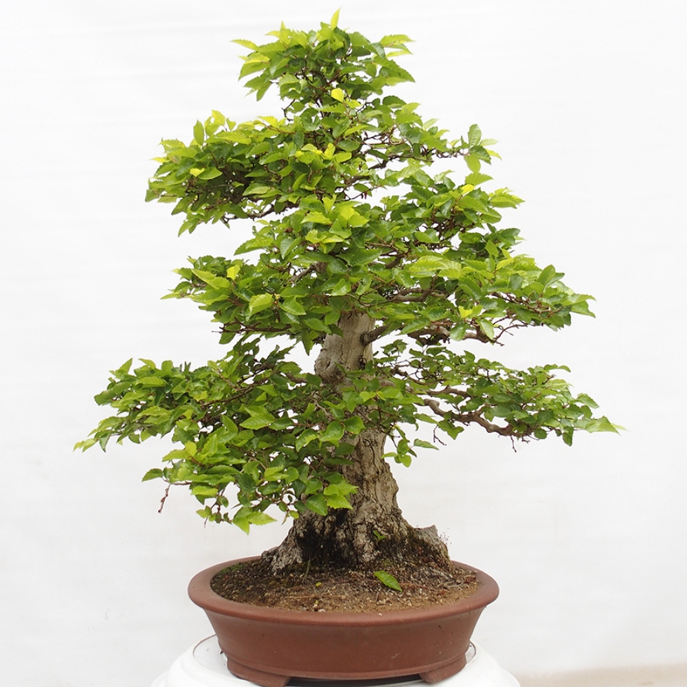 Vonkajší bonsai -Carpinus CARPINOIDES - Hrab kórejský