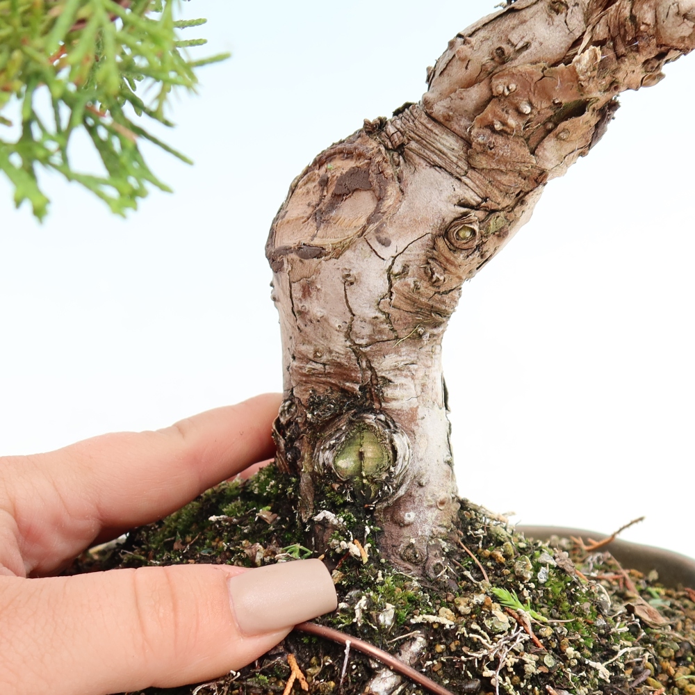 Vonkajší bonsai – Juniperus chinensis Itoigawa – čínsky jalovec