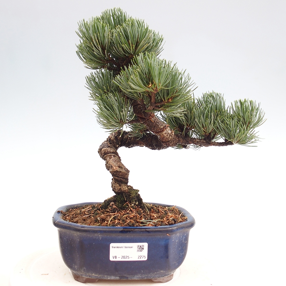 Vonkajšie bonsai - Pinus parviflora - Borovica drobnokvetá