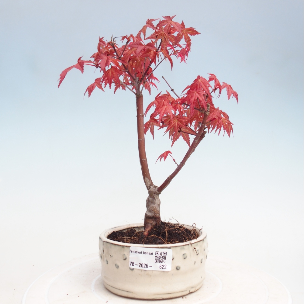 Vonkajší bonsaj - Acer palmatum DESHOJO