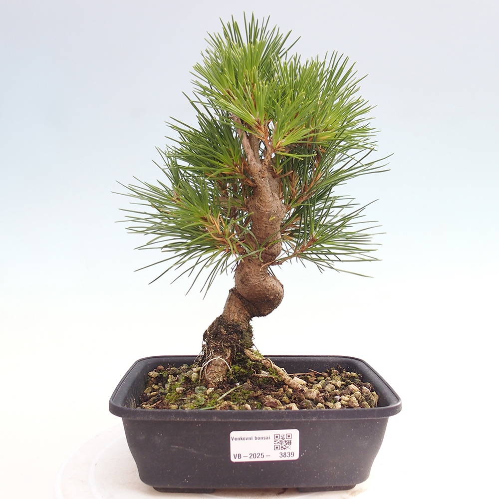 Vonkajšie bonsaje - Pinus thunbergii - borovica Thunbergova