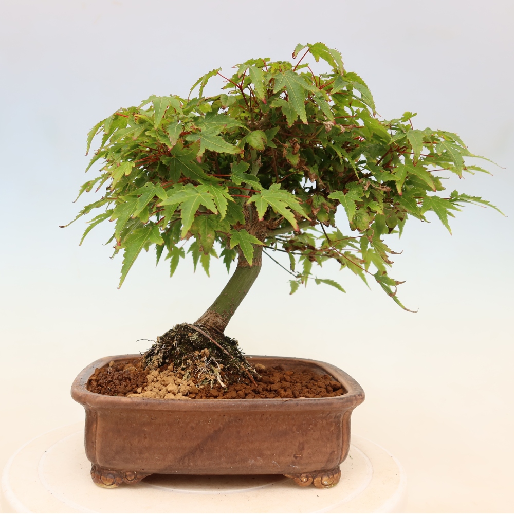 Acer palmatum KIOHIME - Javor palmetový