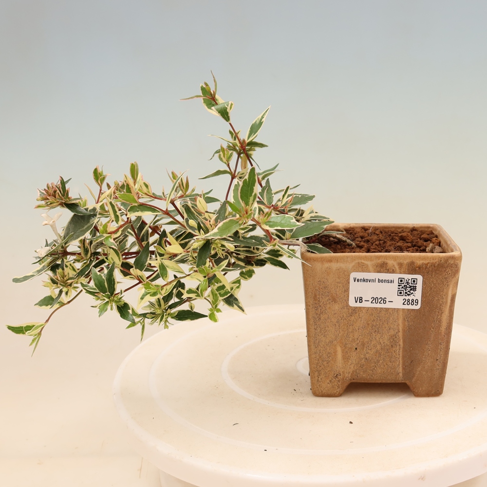 Vonkajší bonsai – Abelia gr. Confetti – Abélie veľkokvetá