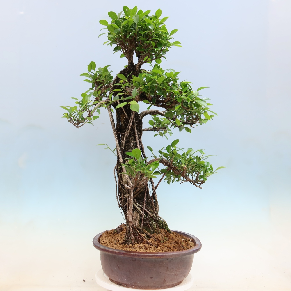 Izbové bonsaje - Ficus kimmen - drobnolistý fikus