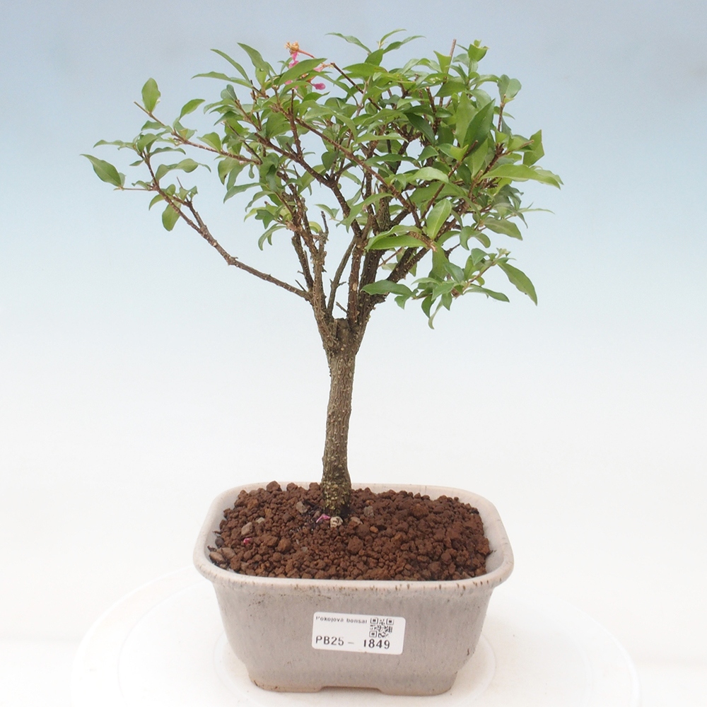 Izbová bonsai - Malpighia coccigera- Barbdorská čerešňa