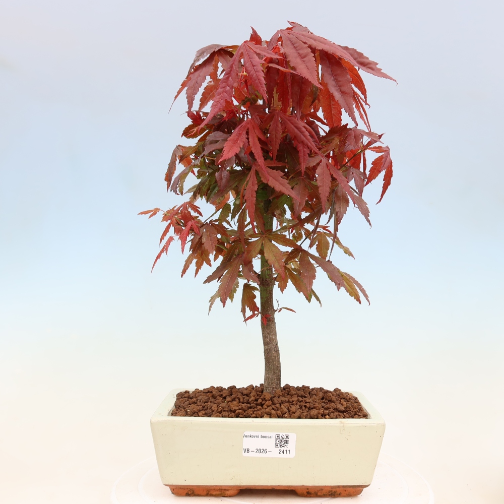 Vonkajšia bonsaj - palma Acer. Atropurpureum-Javor palmový