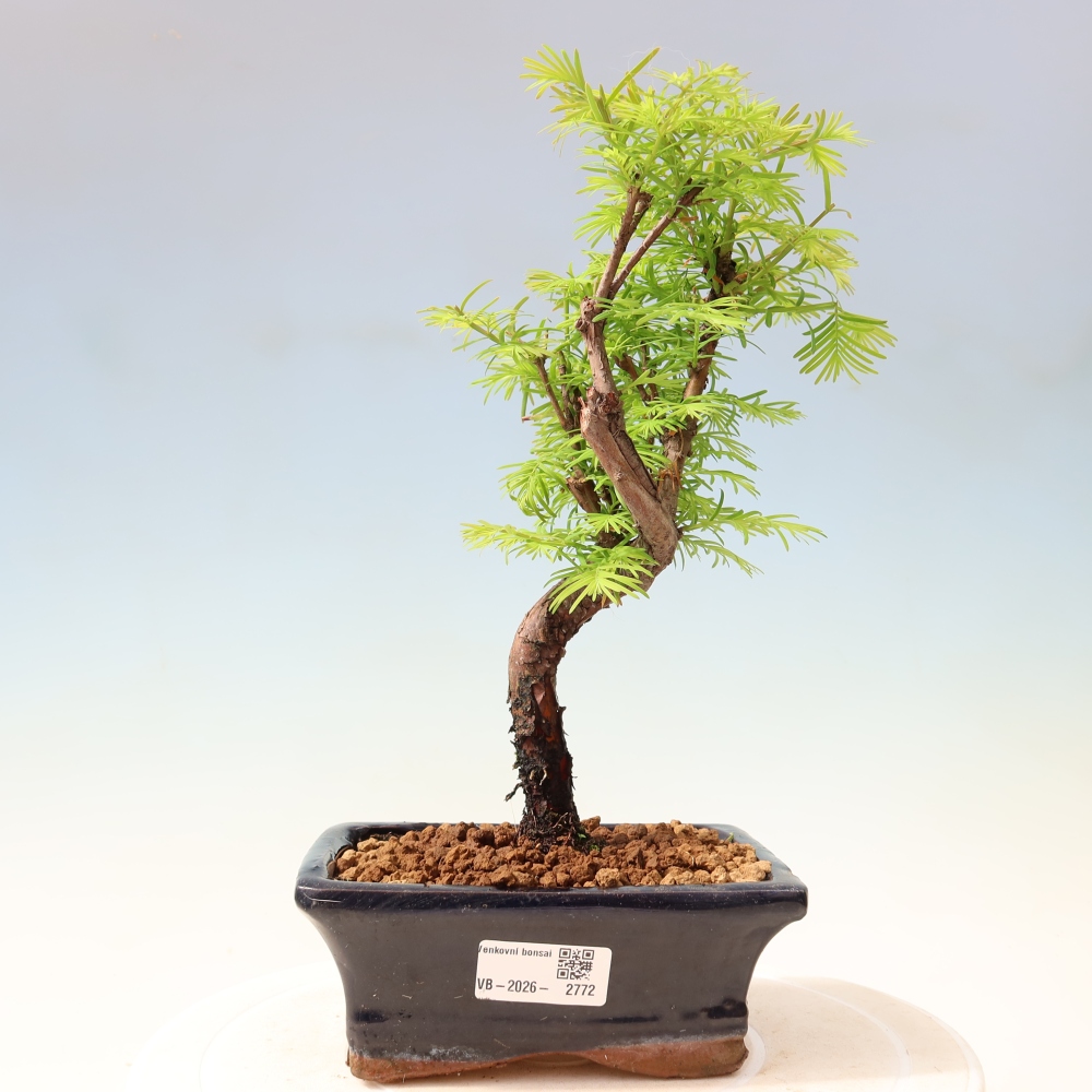 Vonkajšie bonsaje - Metasequoia glyptostroboides - čínska metasekvoja