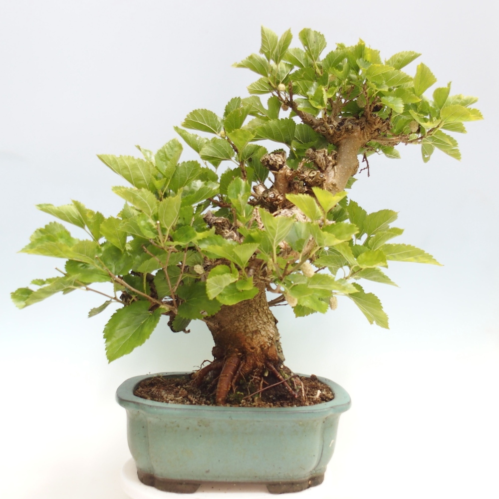 Vonkajšie bonsai -Morus albumy - moruše
