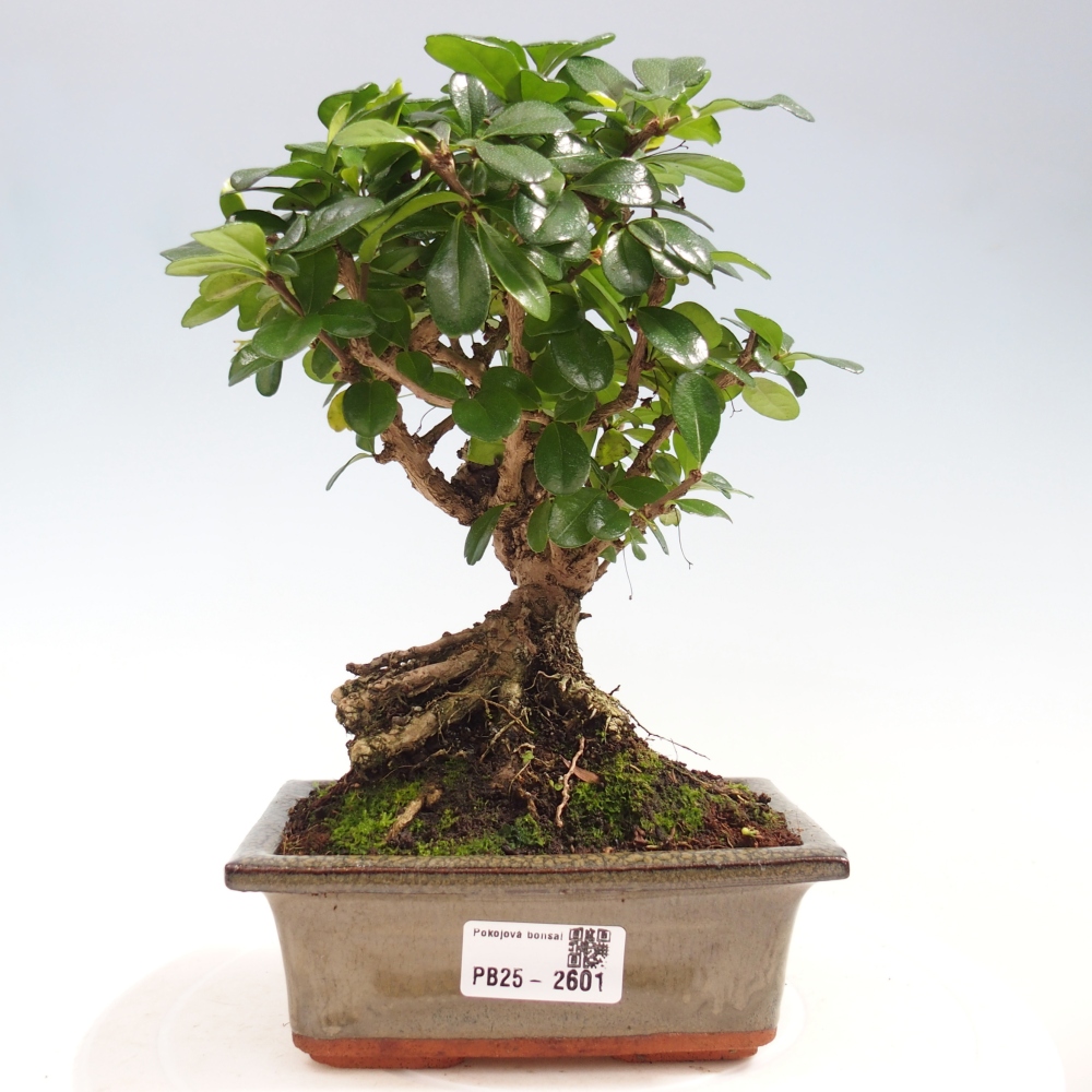Izbová bonsai - Carmona macrophylla - Čaj fuki