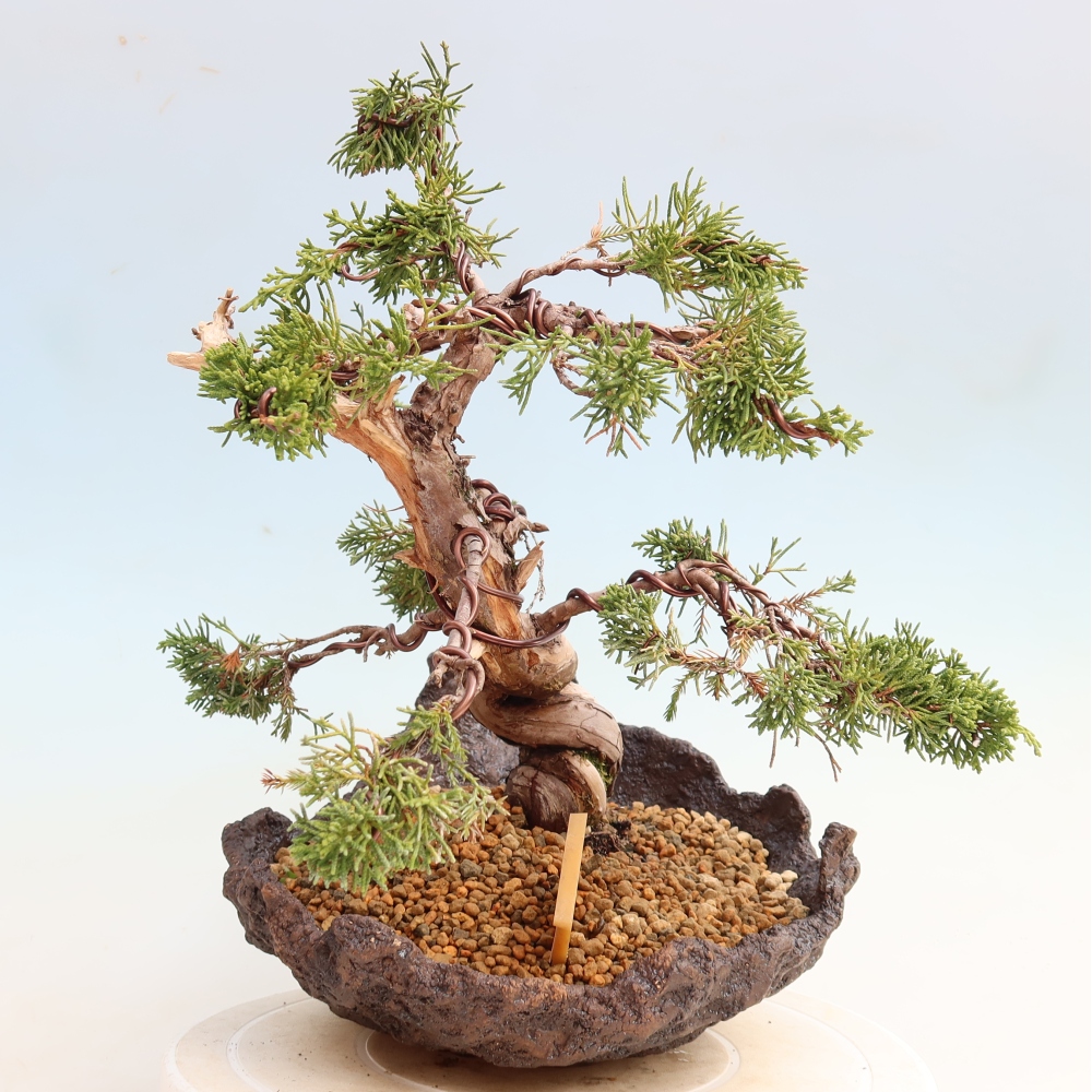 Vonkajší bonsai – Juniperus chinensis Itoigawa – čínsky jalovec