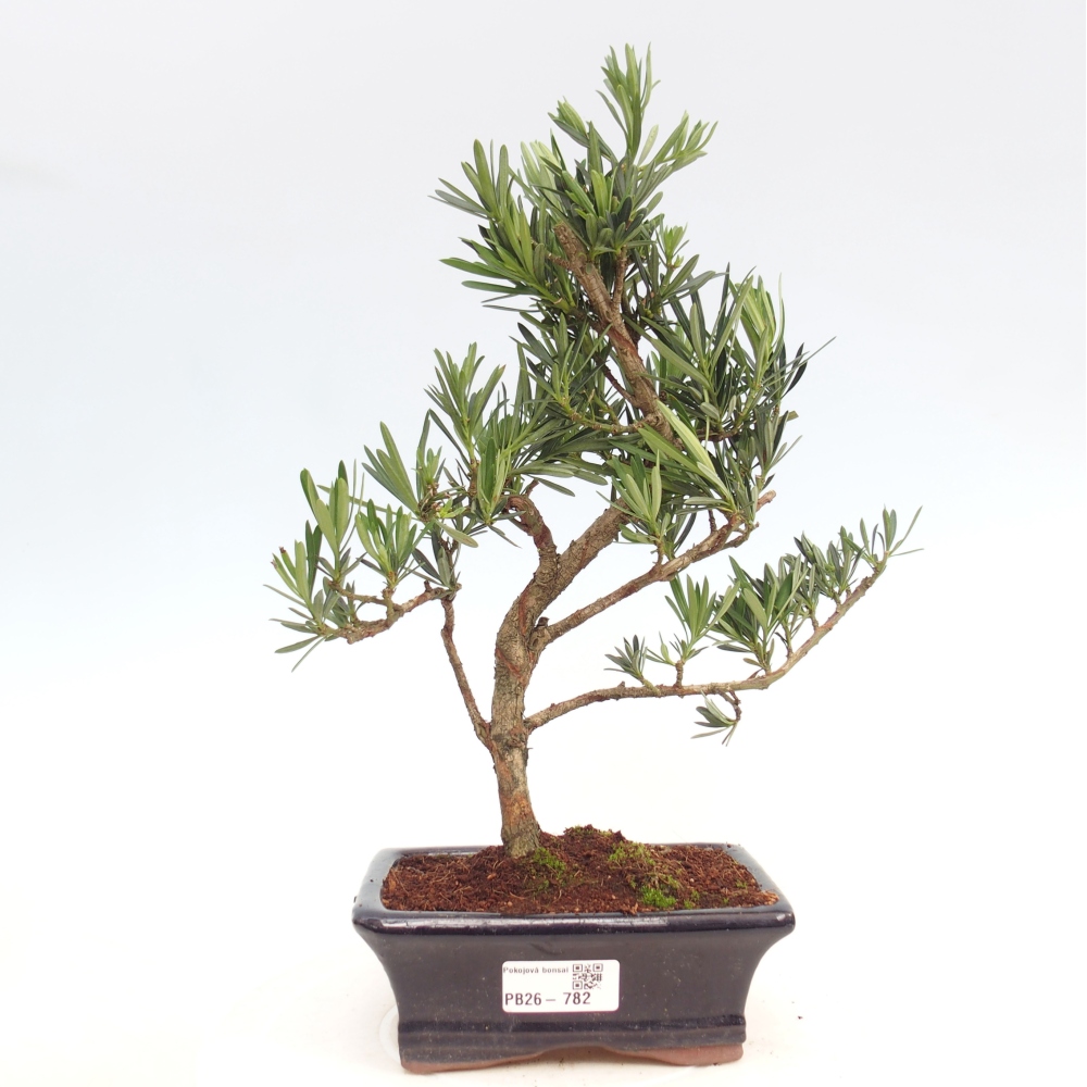 Izbová bonsai - Podocarpus - Kamenný tis