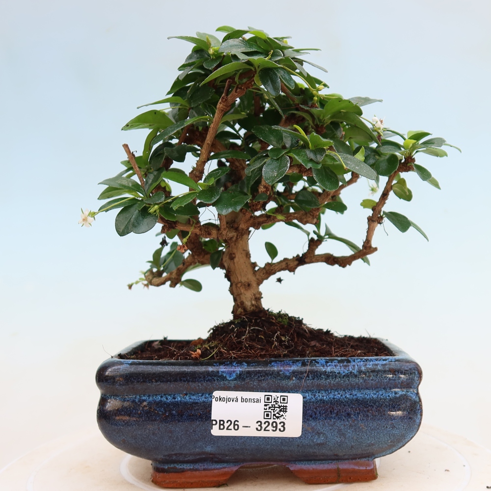 Izbové bonsaje - Carmona macrophylla - Tea fuki