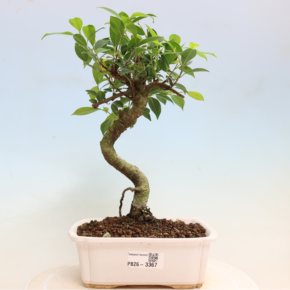 Izbové bonsaje - Ficus kimmen - drobnolistý fikus